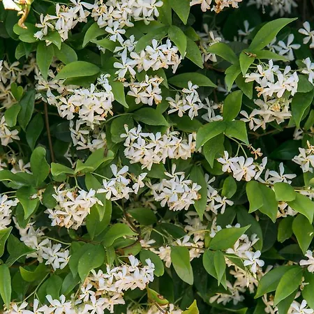 아파트호텔 Bardon 카스테데펠스